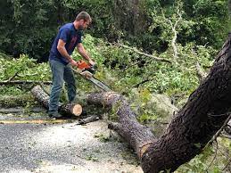 How Our Tree Care Process Works  in  Hallsville, TX