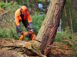 Best Soil Testing and Treatment  in Hallsville, TX