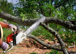 Best Lawn Renovation and Restoration  in Hallsville, TX