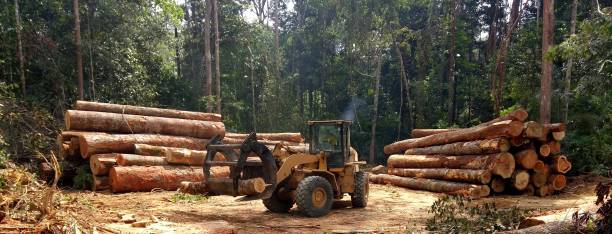 Trusted Hallsville, TX Tree Care Experts