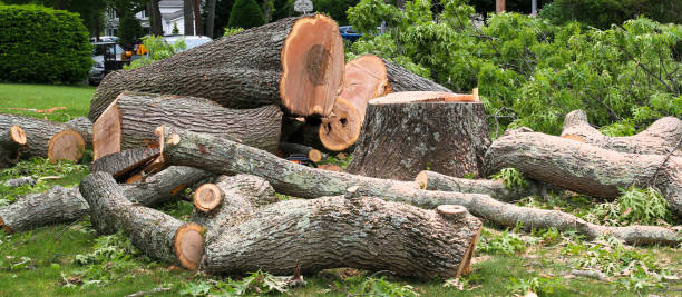 Best Arborist Consultation Services  in Hallsville, TX