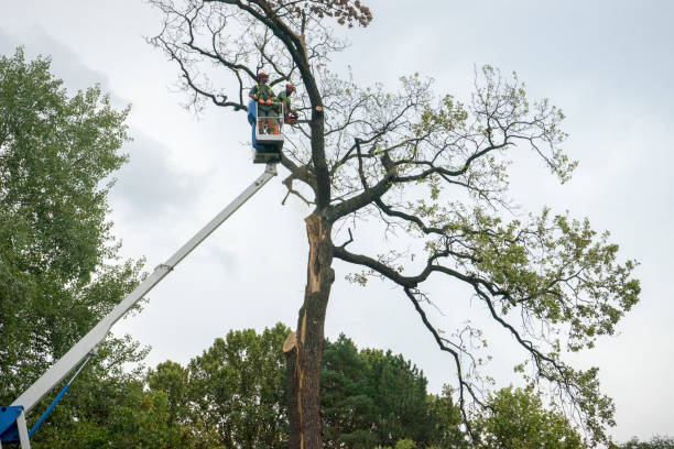 Seasonal Cleanup (Spring/Fall) in Hallsville, TX