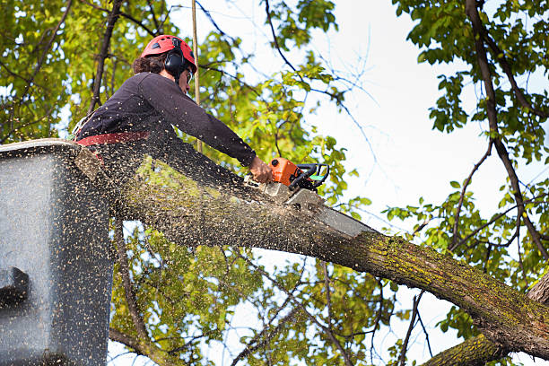 Best Tree and Shrub Care  in Hallsville, TX